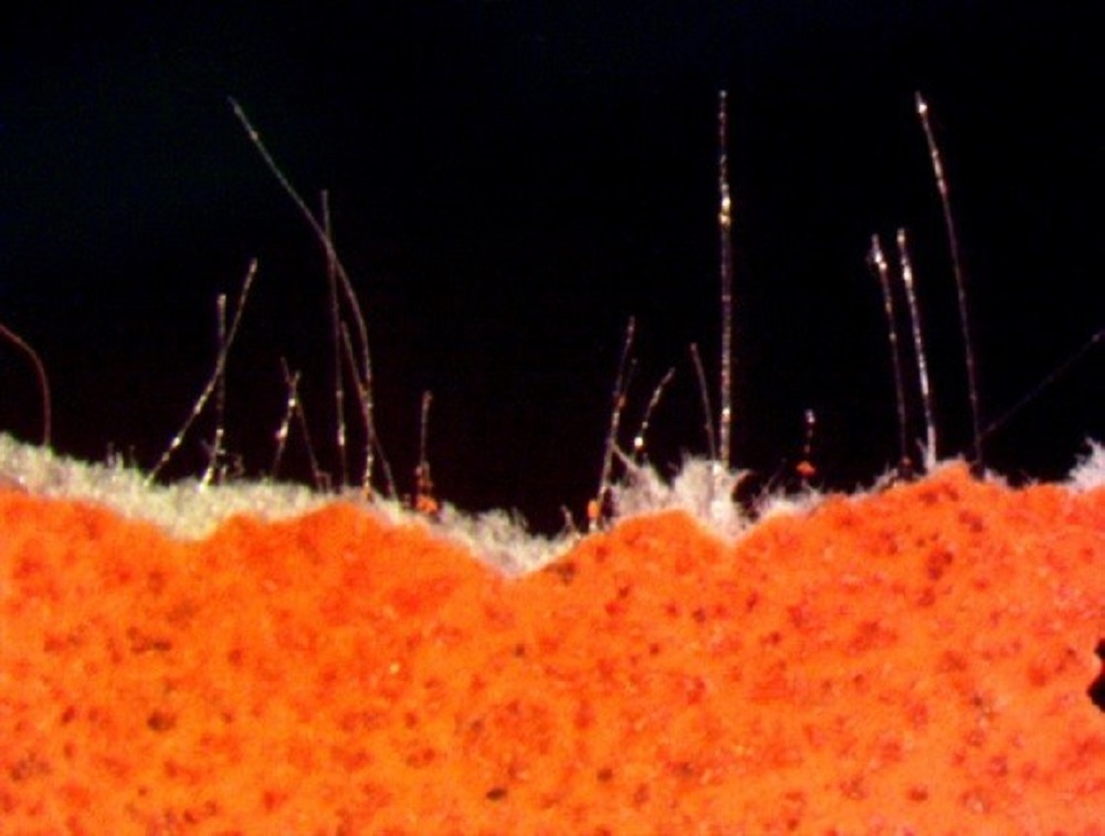 BB��Ѷ��(�й���)���޹�˾